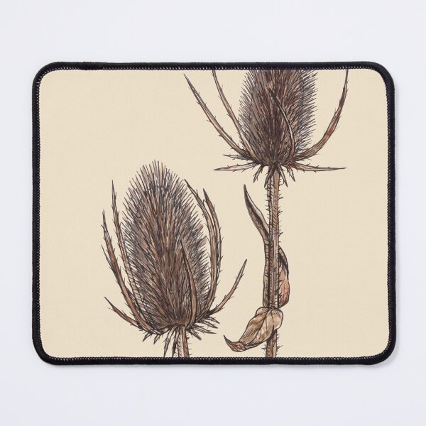 Item preview, Teasel Seed Pods, Dipsacus Fullonum, Wild Teasel Plant designed and sold by TasiaZenzura.