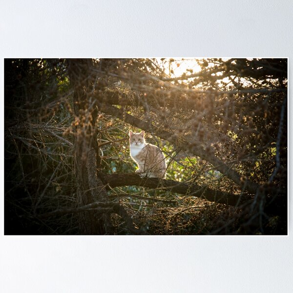 Item preview, Cat in a Tree designed and sold by Northline.
