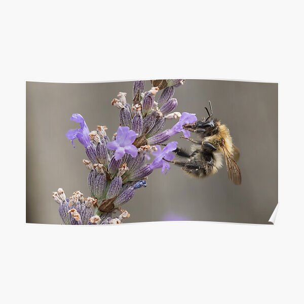 Bee on lavenderw Poster