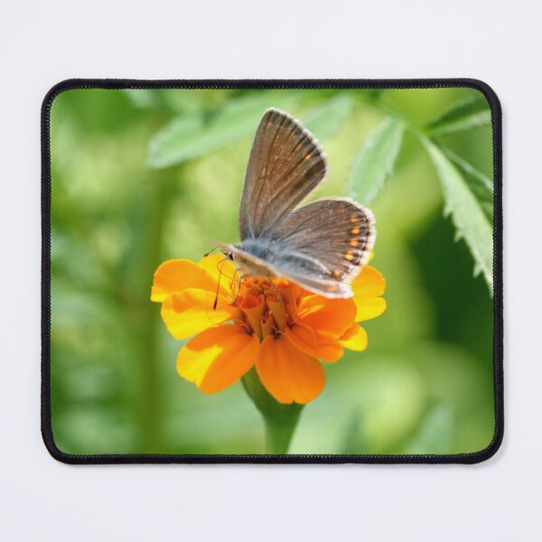 Item preview, Colorful butterfly on orange flower designed and sold by olena2552.