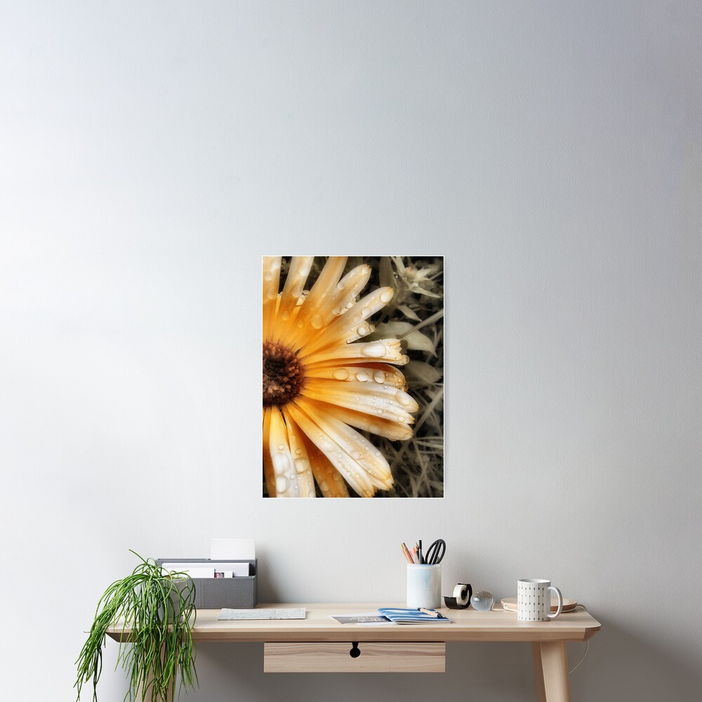 Raindrop Calendula Poster