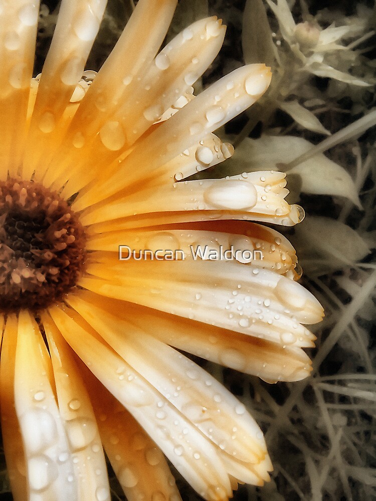 Raindrop Calendula by DuncanW