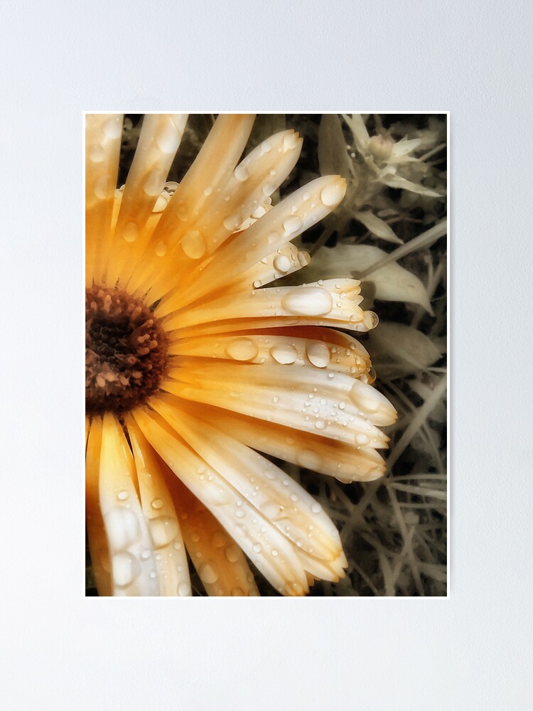 Alternate view of Raindrop Calendula Poster