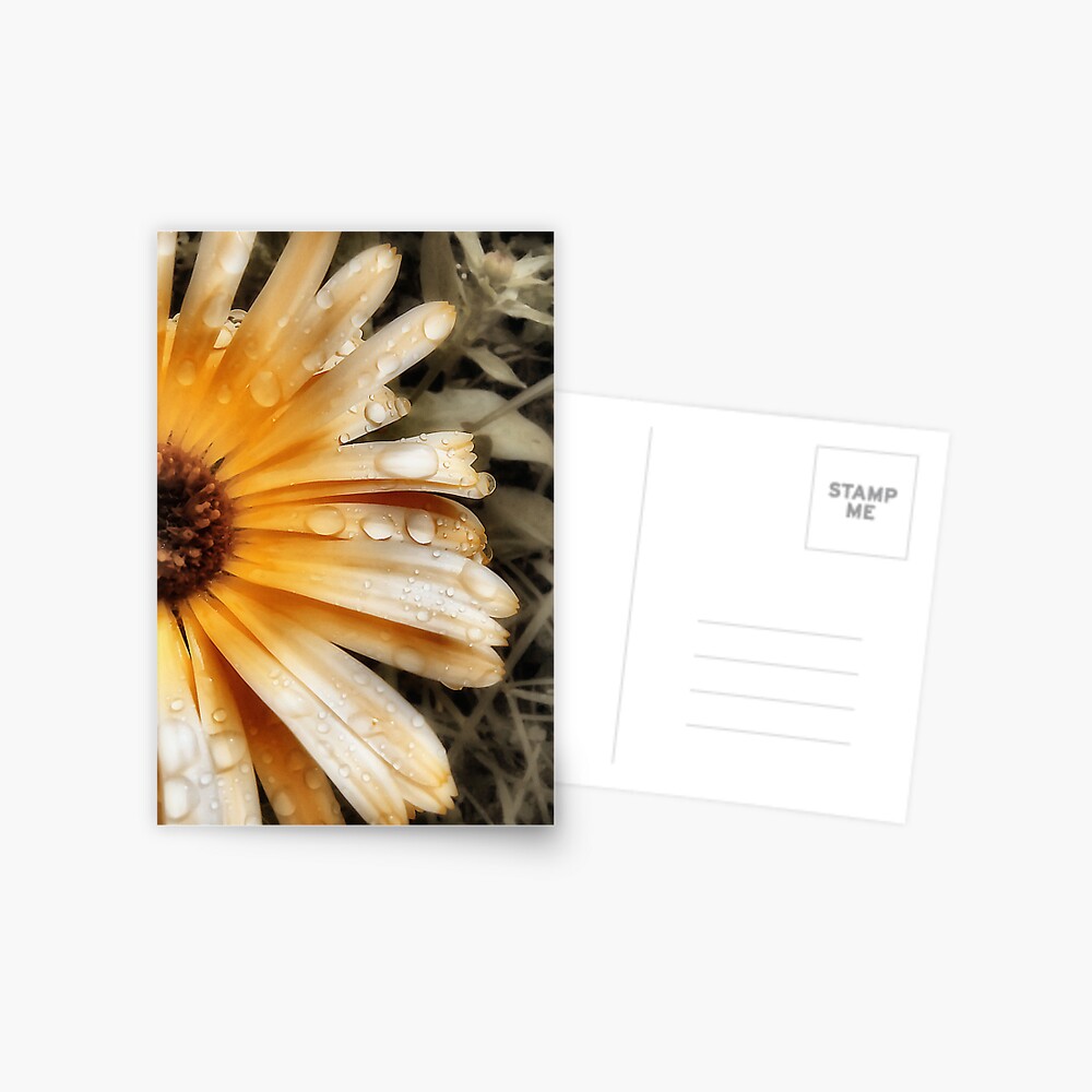 Raindrop Calendula Postcard