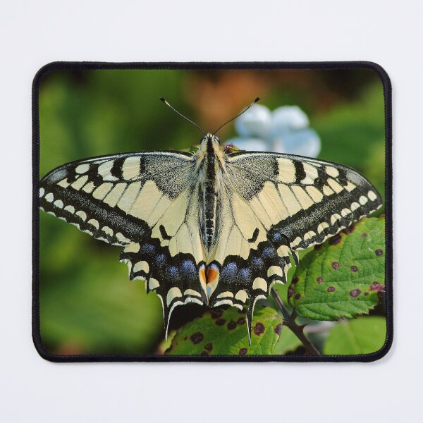 Item preview, Papilio machaon designed and sold by iago rodriguez dopico.