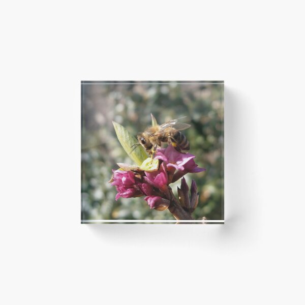 Item preview, Welcoming the renewal of spring designed and sold by crystalline.