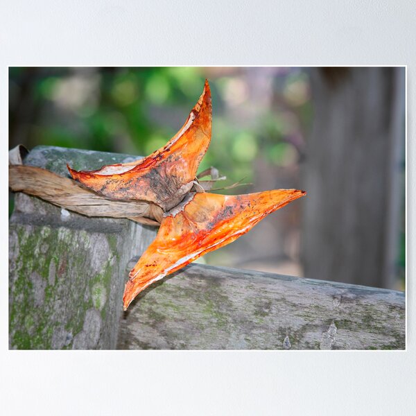 Item preview, Echo of a Butterfly designed and sold by A Till.