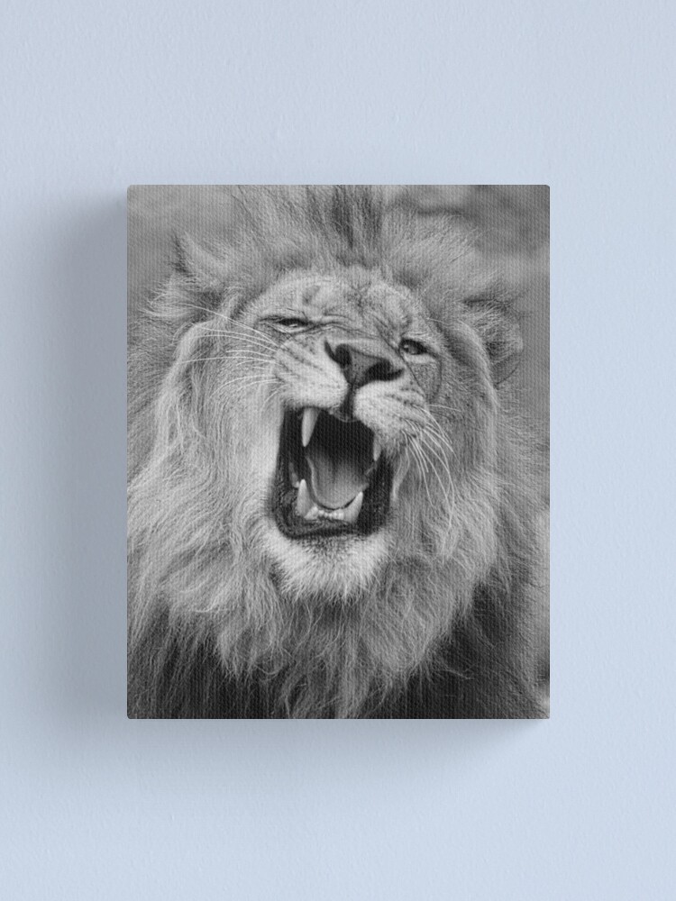Lienzo «Los leones gruñen en blanco y negro» de SteveMcKinzie | Redbubble