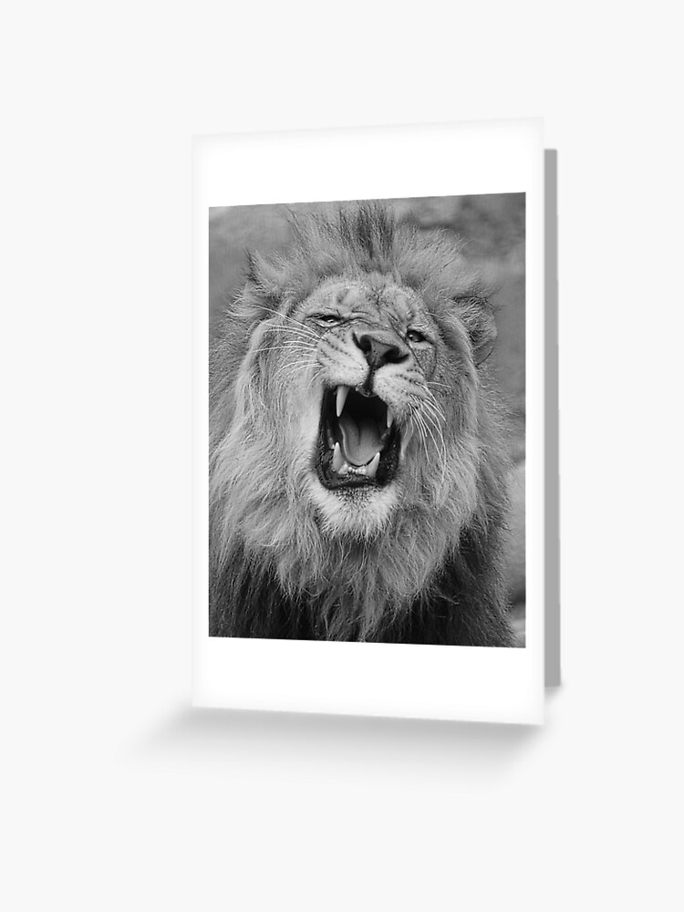 Tarjetas de felicitación «Los leones gruñen en blanco y negro» de  SteveMcKinzie | Redbubble