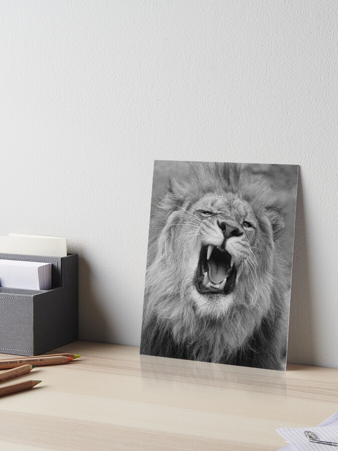 Lámina rígida «Los leones gruñen en blanco y negro» de SteveMcKinzie |  Redbubble