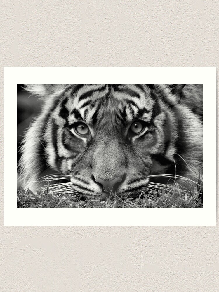 Photo & Art Print Face to face with white bengal tiger