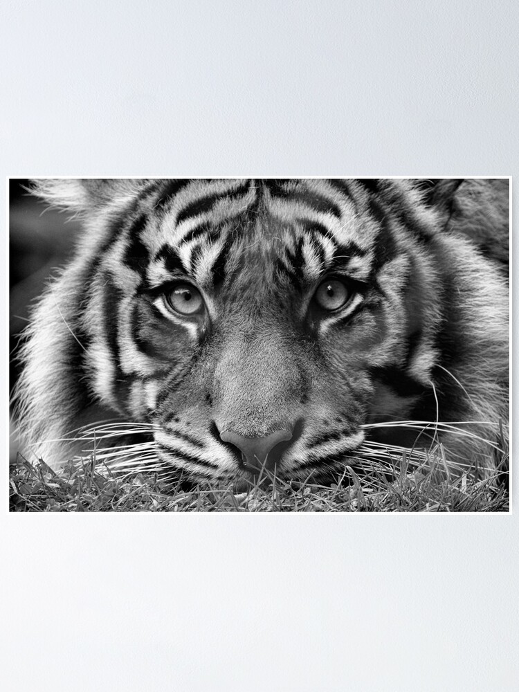 Black And White Tiger Face Poster By Stevemckinzie Redbubble