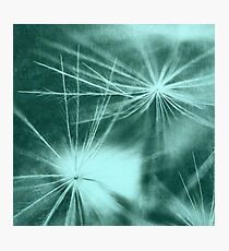 Dandelion Photographic Print