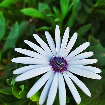 Artwork thumbnail, Flower ? by Rbl20