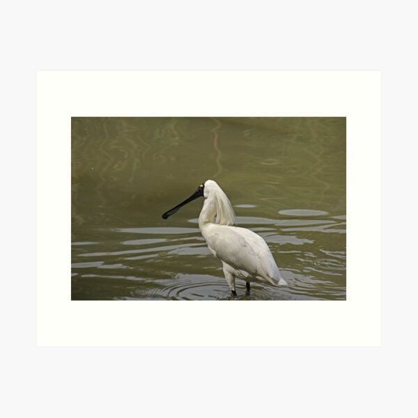 Item preview, Royal Spoonbill (Platalea regia) designed and sold by rogersmith.