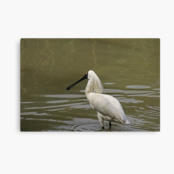 Item preview, Royal Spoonbill (Platalea regia) designed and sold by rogersmith.