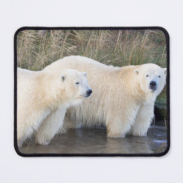 Item preview, Polar Bear Brothers Enjoying Family Time designed and sold by LFPPhotography.