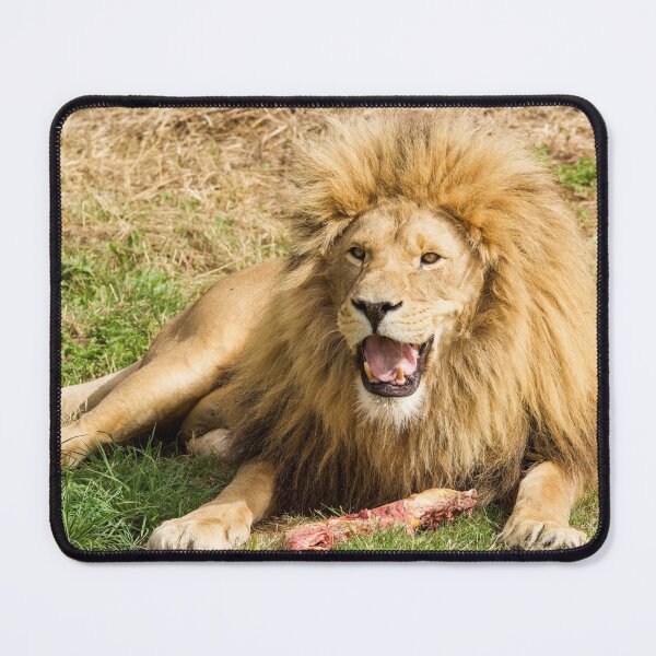 Item preview, Lion Enjoying His Dinner designed and sold by LFPPhotography.