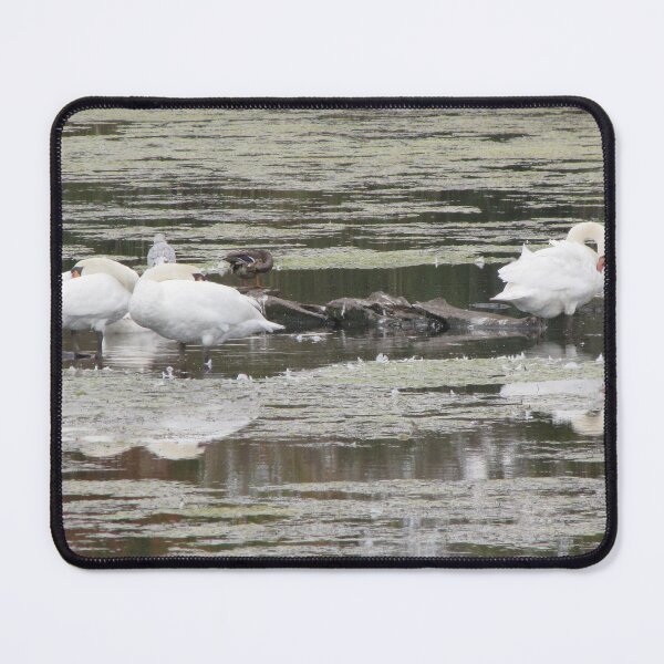 Item preview, Swans Stillife designed and sold by ArtOfE.