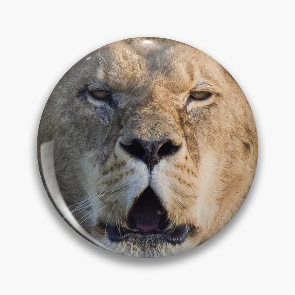 Item preview, Lion Posing For The Camera designed and sold by LFPPhotography.