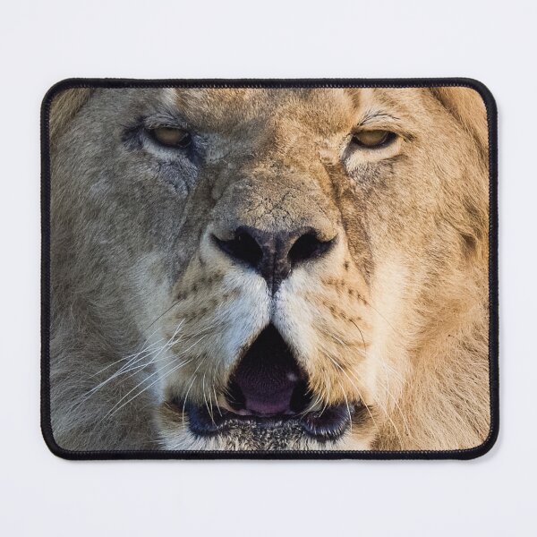 Item preview, Lion Posing For The Camera designed and sold by LFPPhotography.