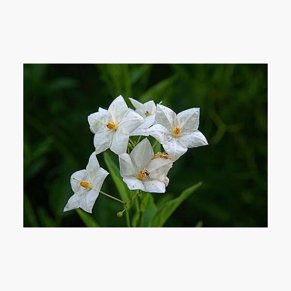 Potato Vine Photographic Print