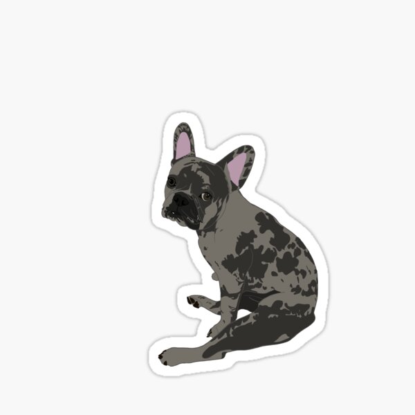 French Bulldog Merle Gifts & Merchandise For Sale | Redbubble