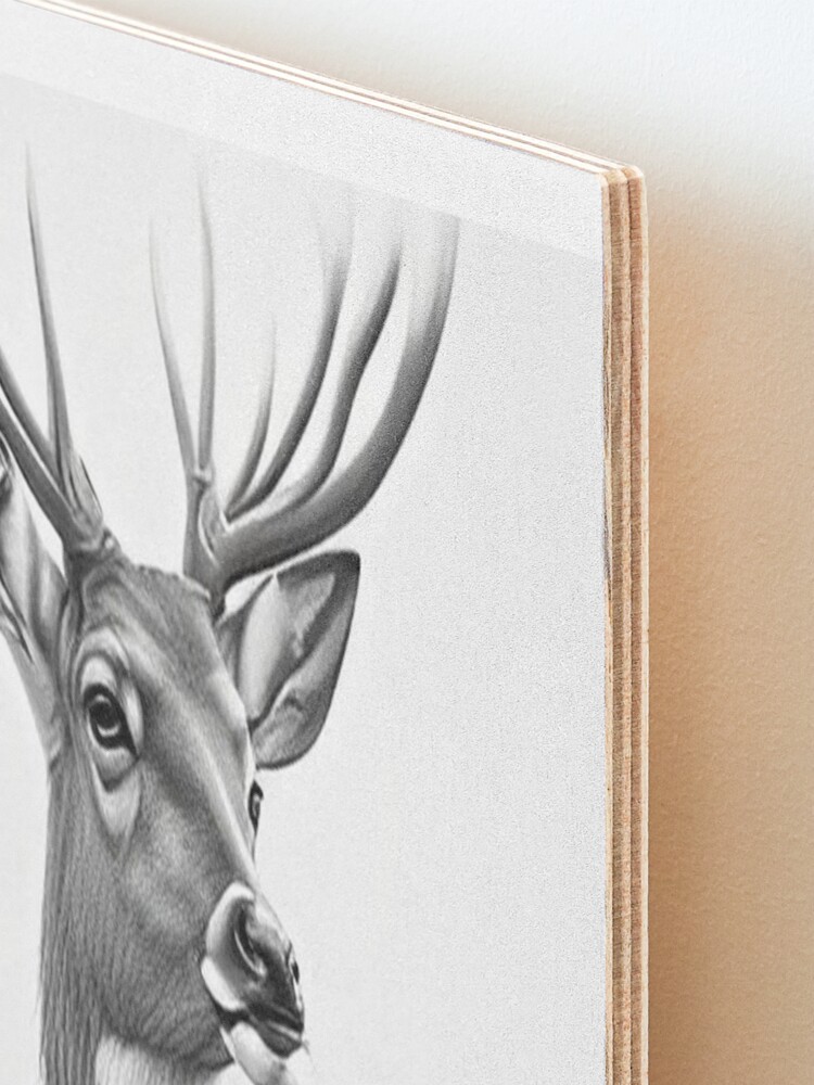 YOUNG DEER - Original B&W Pencil Drawing - Portrait size 8