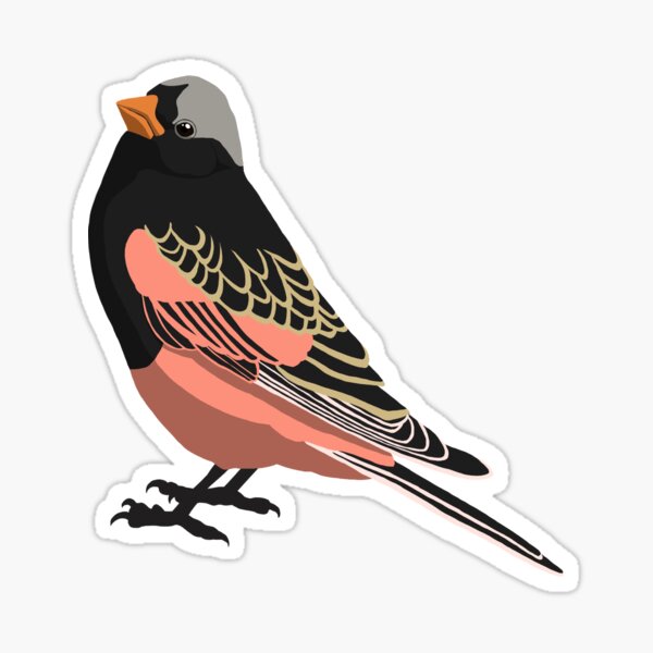 Item preview, Black Rosy-Finch designed and sold by BennuBirdy.