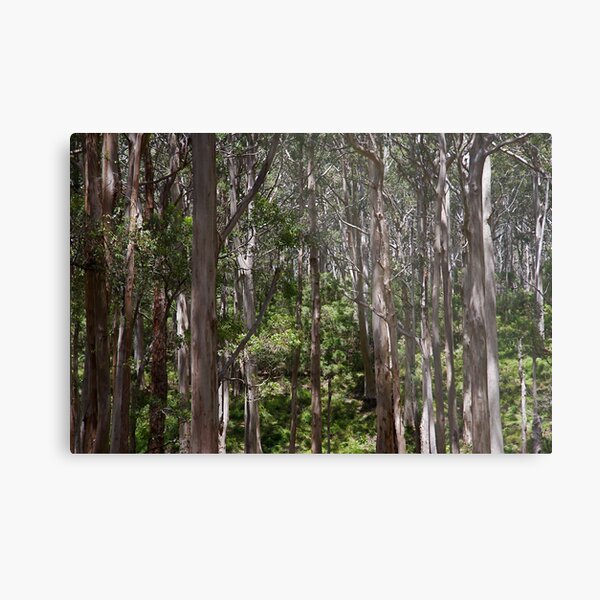 Trees Metal Print