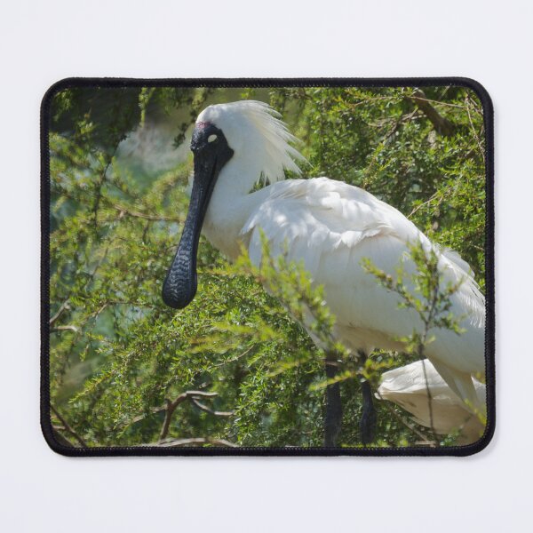 Item preview, Royal Spoonbill designed and sold by D-GaP.