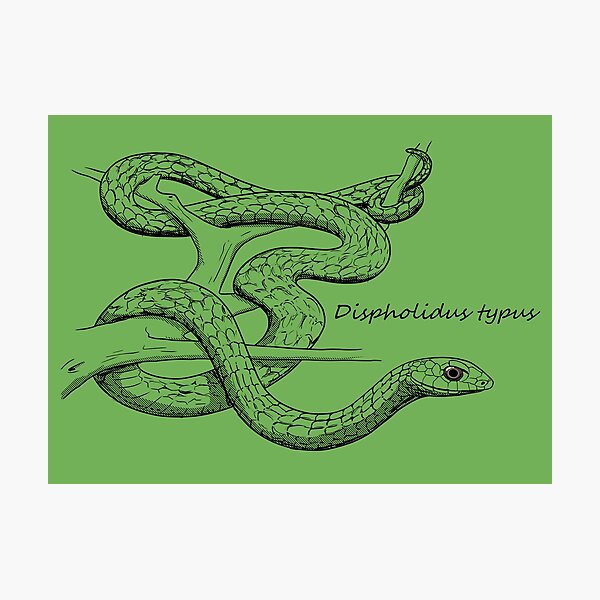 Item preview, Boomslang Snake Sketch designed and sold by ArtByBreah.