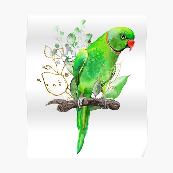 Incredible Collection: Over 999 Drawing Parrot Images in Stunning Full 4K  Resolution