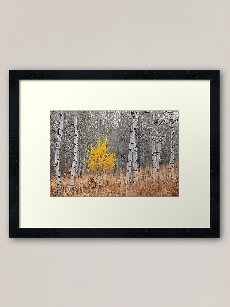 Alternate view of Fall Tree with Aspens Framed Art Print