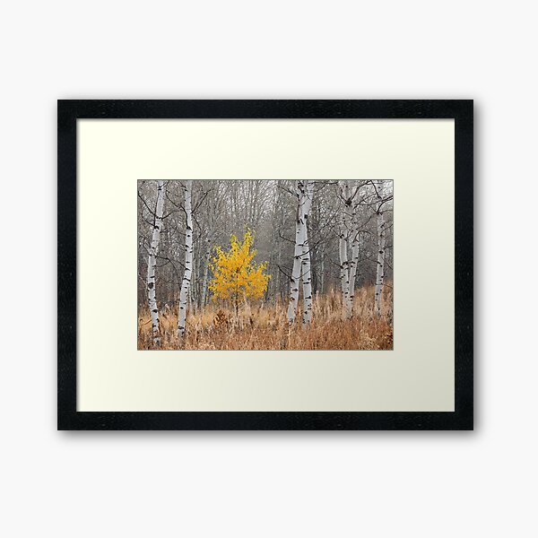 Fall Tree with Aspens Framed Art Print