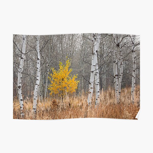 Fall Tree with Aspens Poster