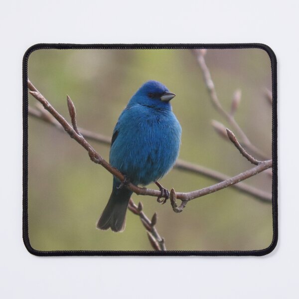 Item preview, Indigo Bunting No.4 designed and sold by MaryLinH.