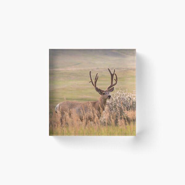 Mule Deer Buck Acrylic Block