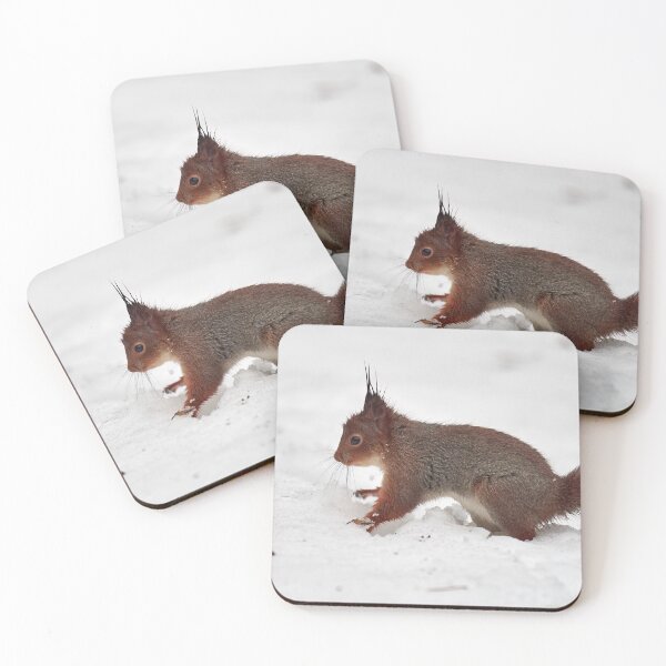 Item preview, Just a wet squirrel on white snow. Red squirrel designed and sold by Jouko Lehto Photography.
