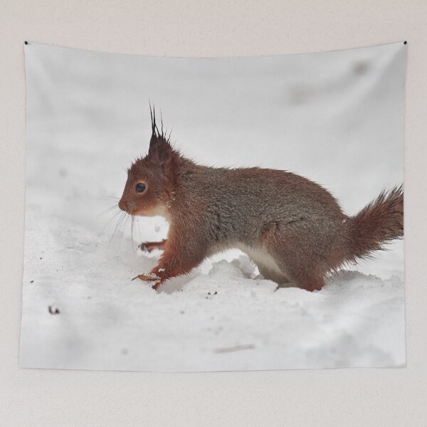 Item preview, Just a wet squirrel on white snow. Red squirrel designed and sold by Jouko Lehto Photography.