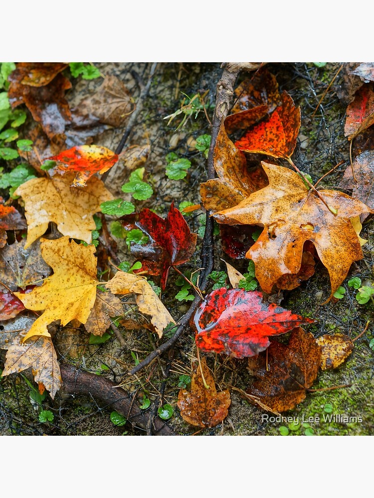 When November Comes 6 by Rodwilliams