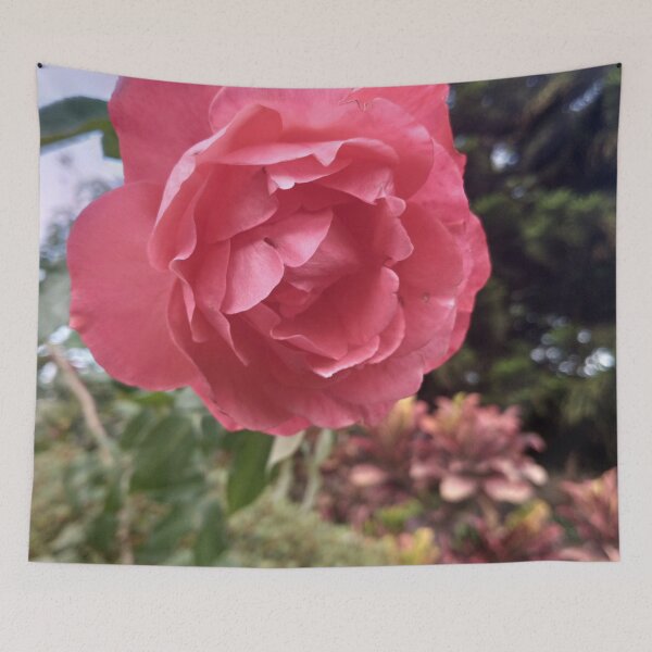 Item preview, Pink rose blooming designed and sold by natureprint2023.