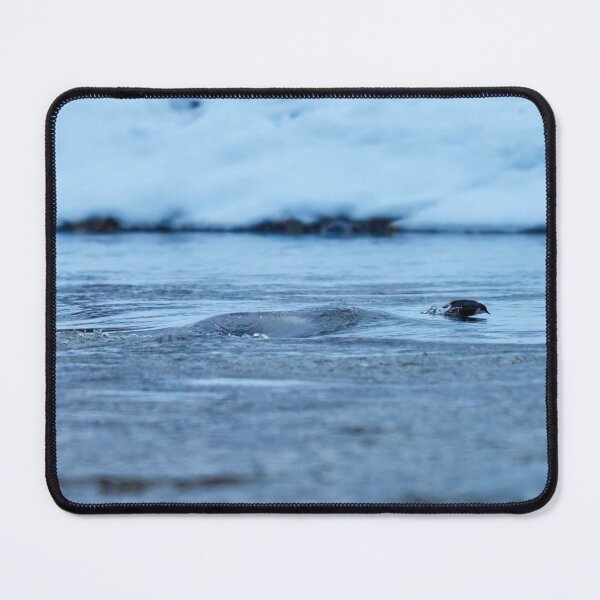 Item preview, Blue dive. White-throated dipper designed and sold by Jouko Lehto Photography.