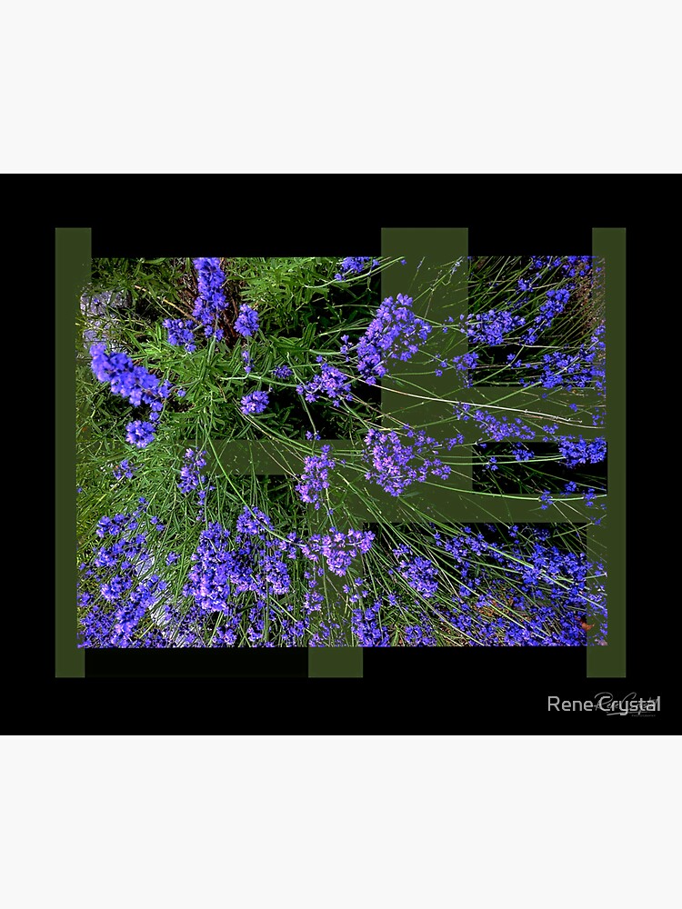 Lavender Blue Dilly Dilly by imagesbycrystal