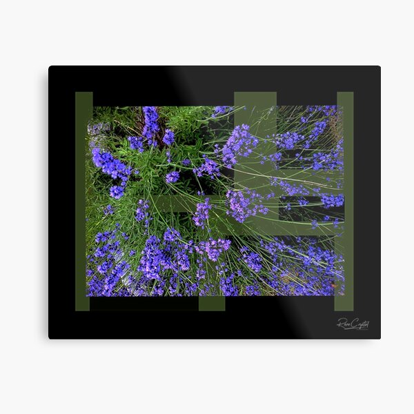 Lavender Blue Dilly Dilly Metal Print