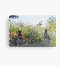 Kangaroos Metal Print