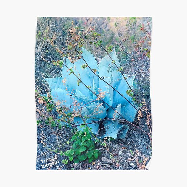 Sky Blue Cacti Poster