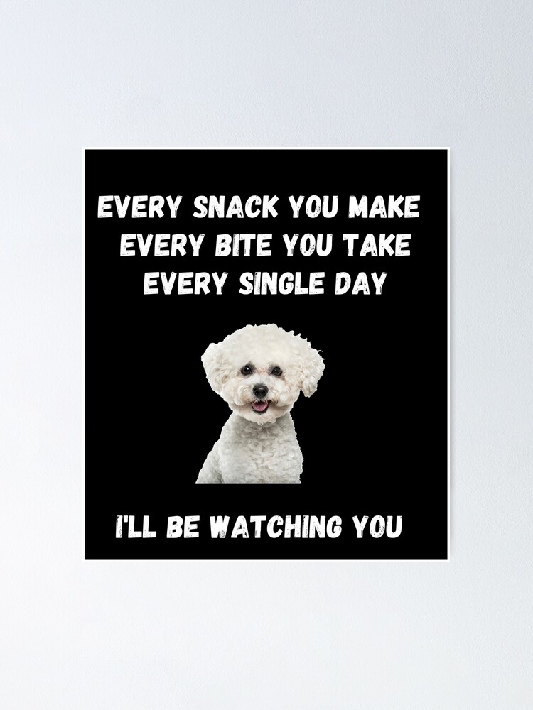 Funny sales bichon pictures