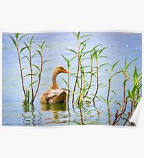 Waterfowl Poster
