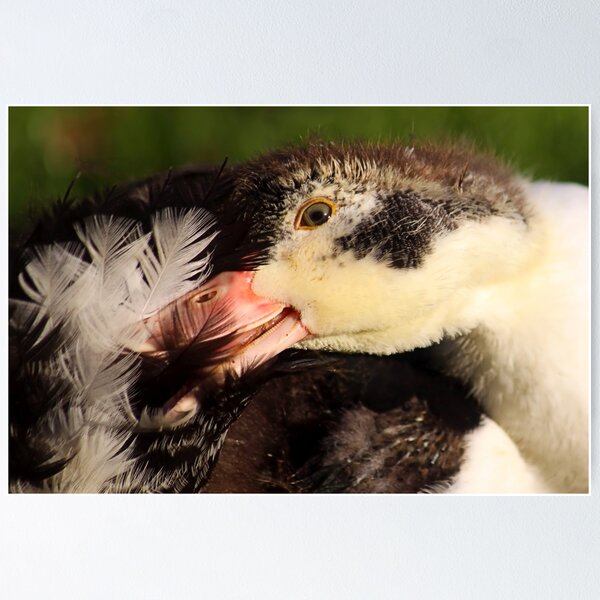Item preview, First Feathers designed and sold by Jo Nijenhuis.